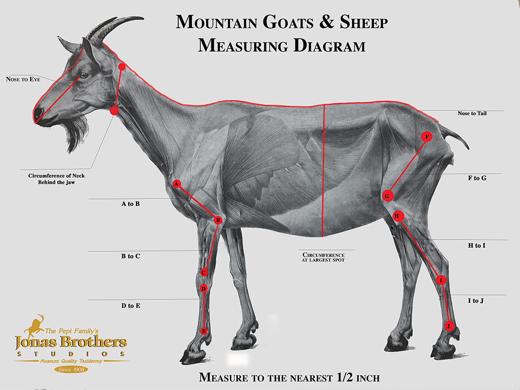 Goat & Sheep Measuring Instructions