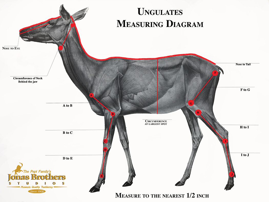 Undulates Measuring Instructions
