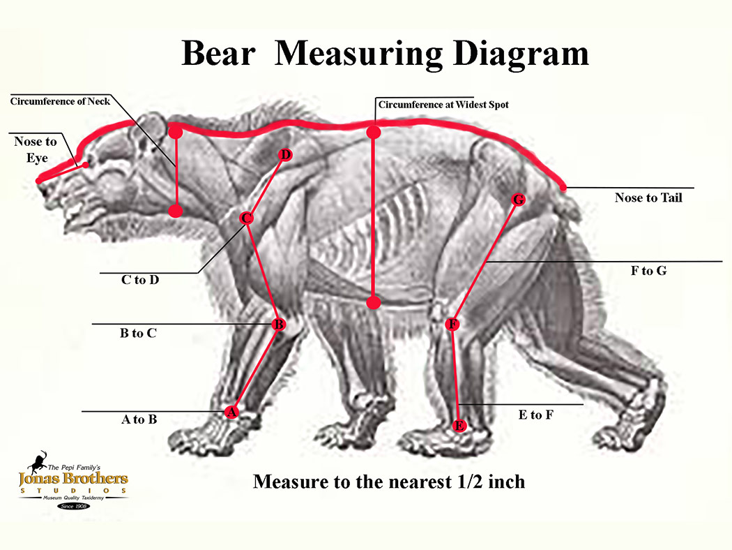 Bear Measuring Instructions