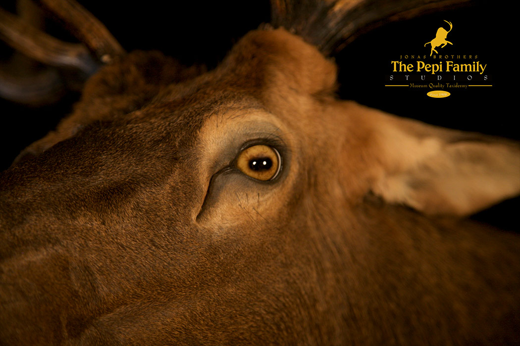 Jonas Brothers Taxidermy elk eye close up