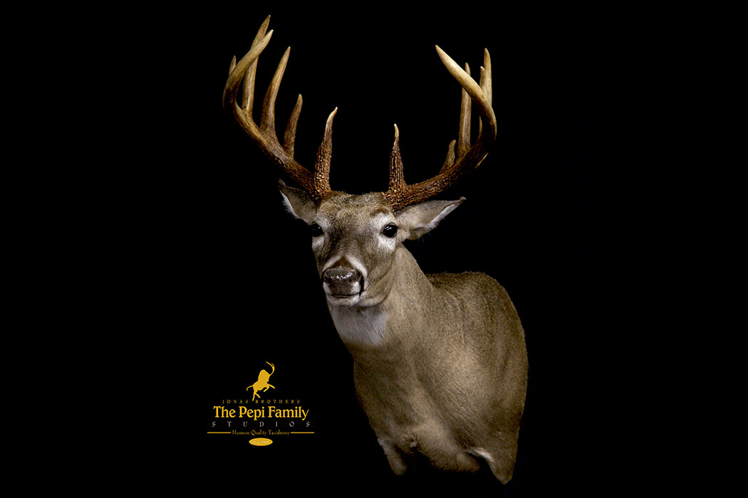 Jonas Brothers Taxidermy Texas Whitetail