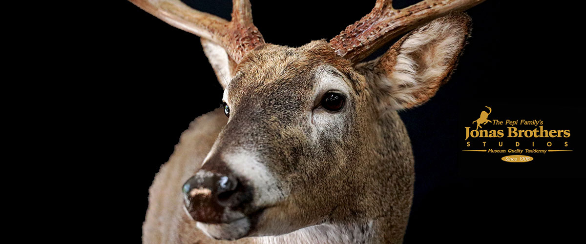 White Tail Deer Mount