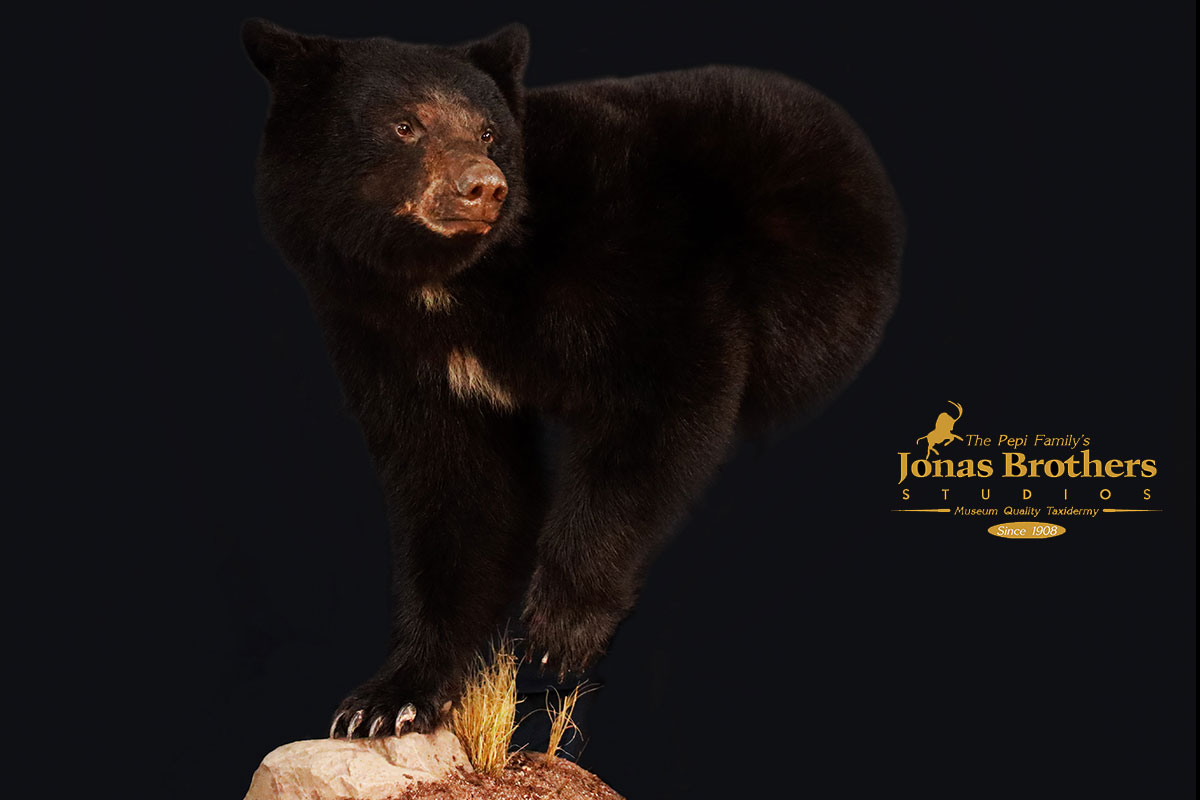 Black Bear Taxidermy mount