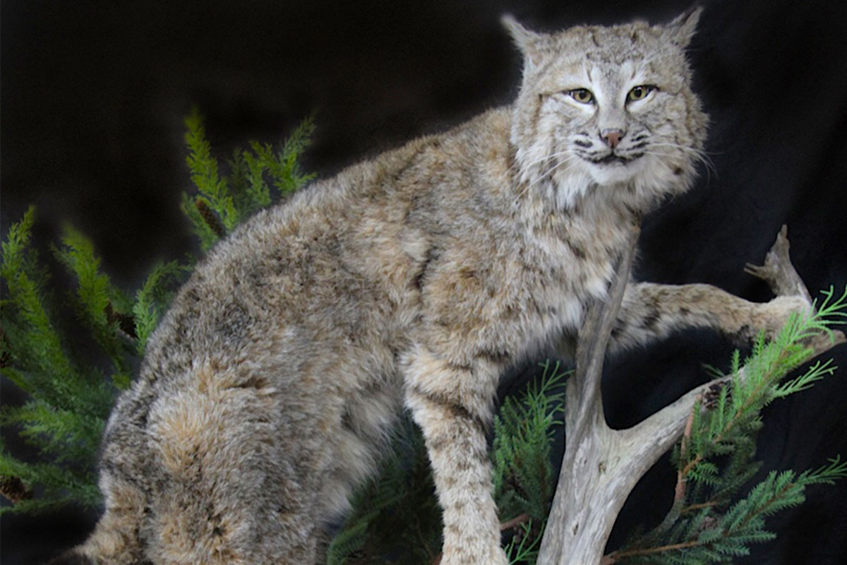 Bobcat mount