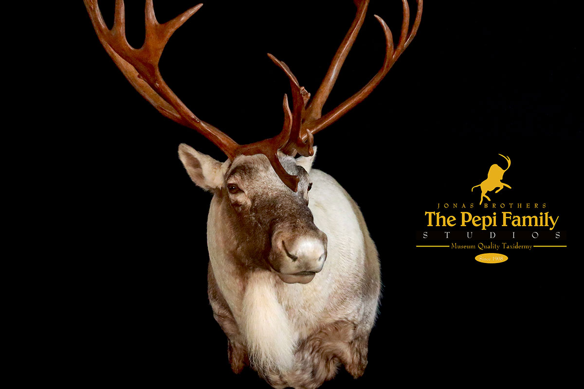 Caribou shoulder mount