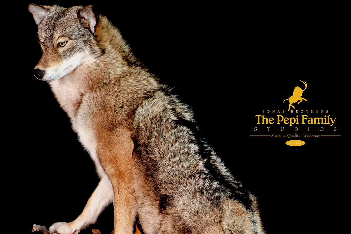 Coyote Southeastern Region Mount