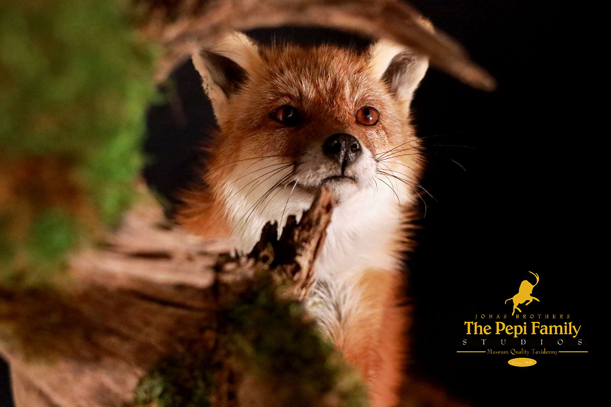 Fox Taxidermy Diorama