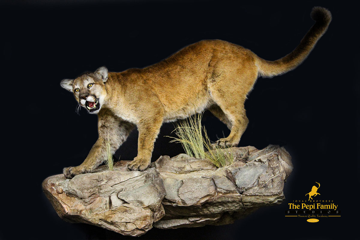 mountain lion taxidermy mount
