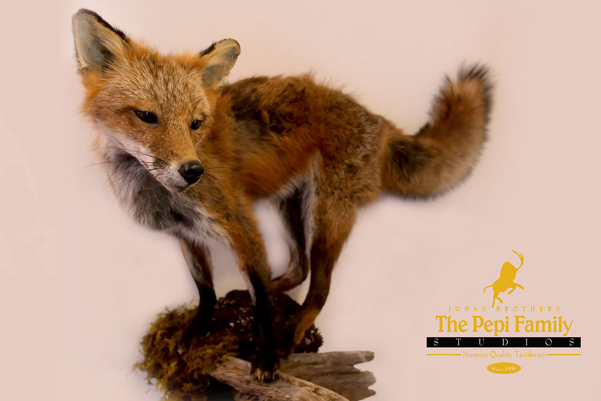 Red Fox Mount
