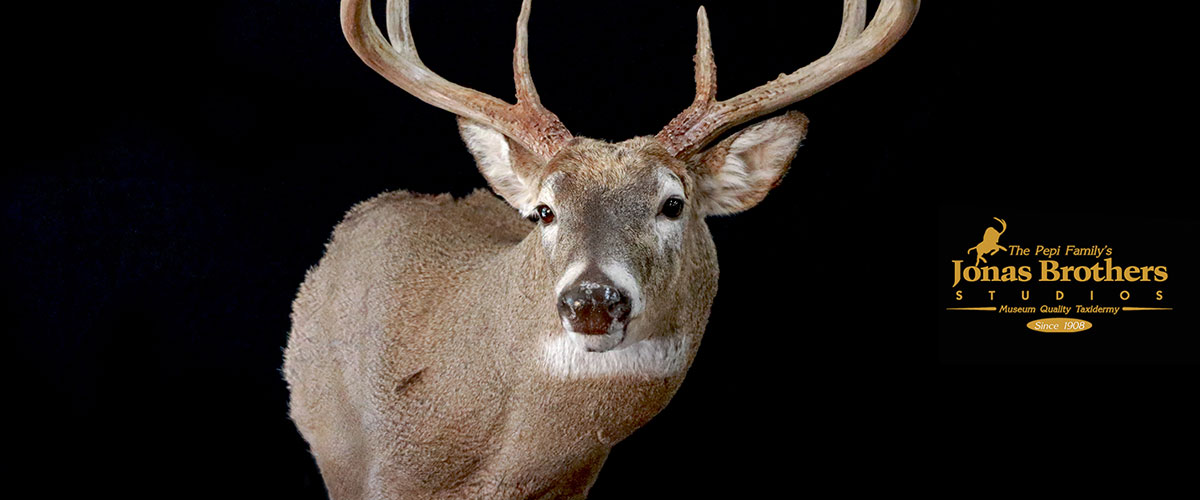 whitetail deer shoulder mount