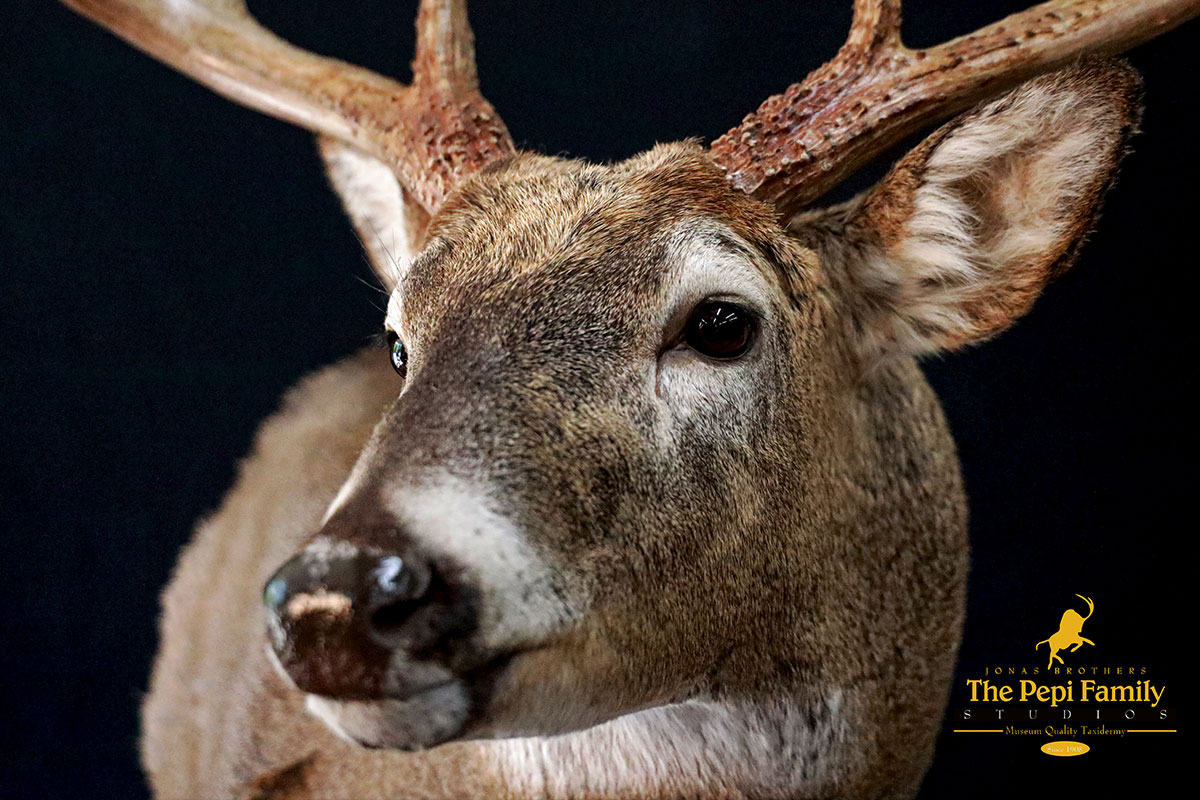 white tail deer mount closeup