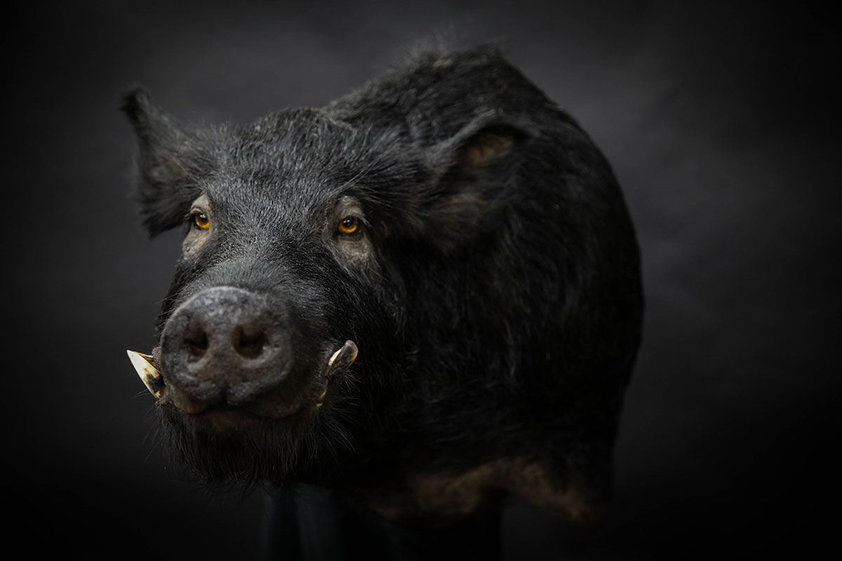 Wild Boar Southeastern Mount